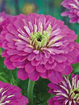 Cynia wytworna daliowa fioletowa 1g