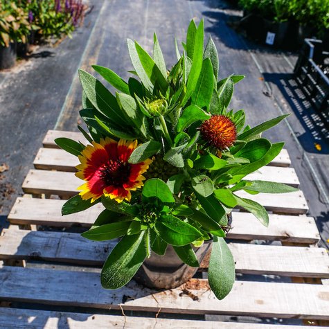 Gailardia oścista Guapa Flamenco Bicolour (C2)