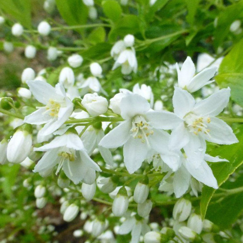 Żylistek wysmukły Aurea (C2)