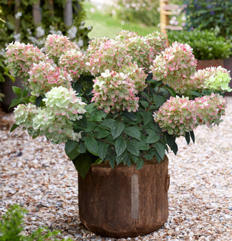 Mini Hortensja bukietowa Gardenlights Pinklight - obficie kwitnąca (C2)