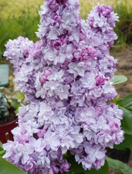 Lilak pospolity Katherine Havemeyer (C2)