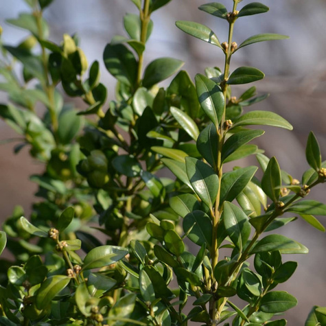 Bukszpan Kulka Średnia Kula