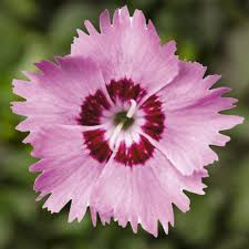 Goździk postrzępiony Dixie Red Rose Bicolor