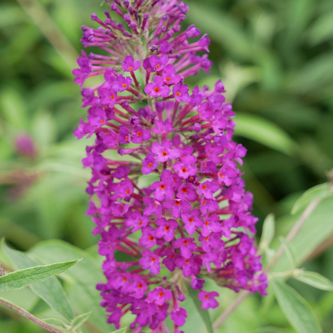 Budleja Dawida Nanho Purple różowo-fioletowa (C1.7)