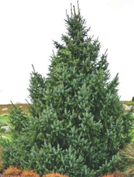 Zestaw Świerk serbski 6 szt