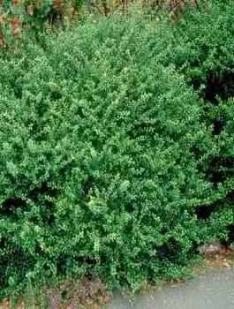 Ostrokrzew bukszpanowy karbowanolistny 'Convexa' (P9)