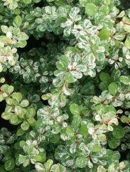 Berberys Thunberga Kelleris (C1.7)