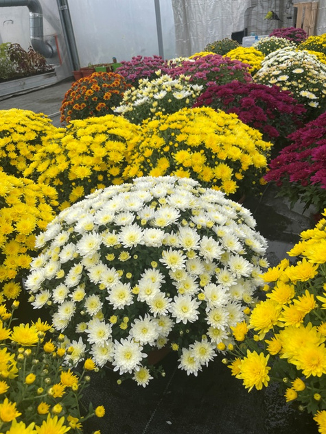 Chryzantema drobnokwiatowa biała DUŻA DONICA