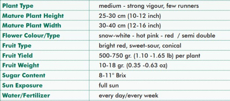 Truskawka balkonowa Summer Breeze Snow w doniczce