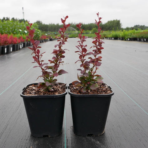 Berberys thunberga Red Pillar (C1.7)