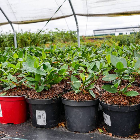 Laurowiśnia wschodnia Marbled White (C2)