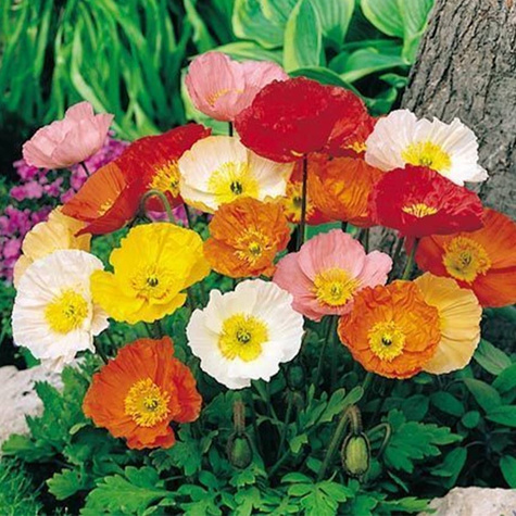 Pozłotka, Maczek kalifornijski, Eszolcja zestaw kolorów 1g Polan