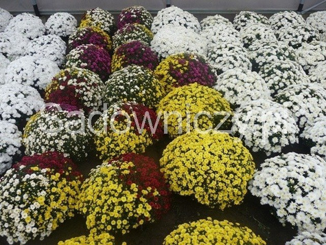 Chryzantema drobnokwiatowa cytrynowa DUŻA DONICA