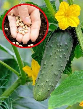 Nasiona otoczkowane Ogórek gruntowy Kmicic F1 50 ziaren konserwowy