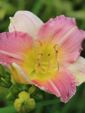 Liliowiec Final Touch (C2)