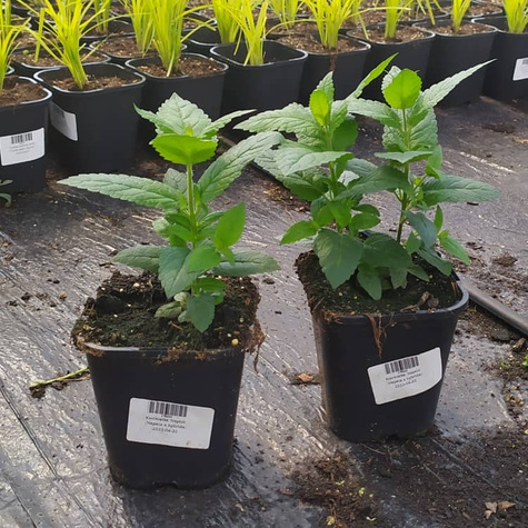 Kocimiętka Neptune (C2)