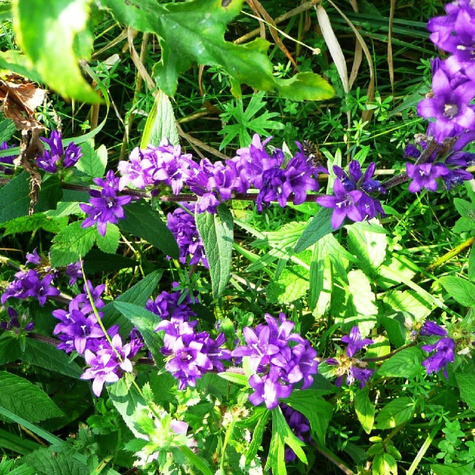 Dzwonek skupiony Superba (C2)