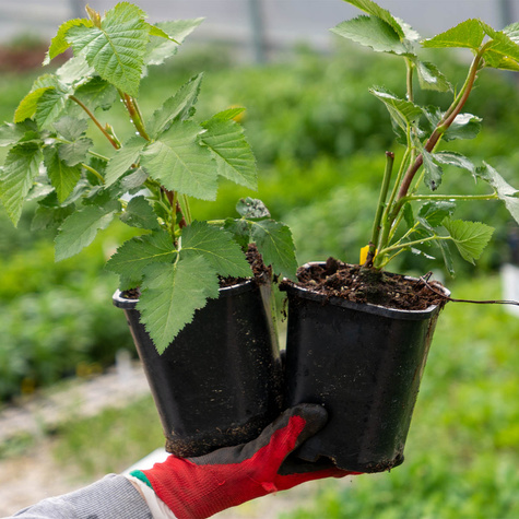 Jeżyna trójbarwna Tricolor