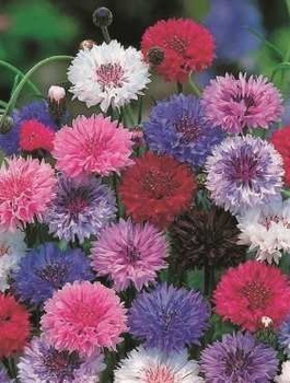 Chaber pospolity mix Vilmorin 1g