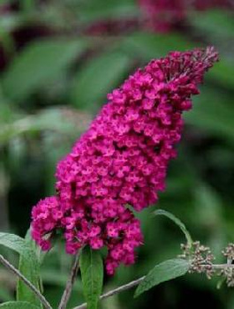 Budleja Dawida Royal Red fioletowo-czerwona (C2)