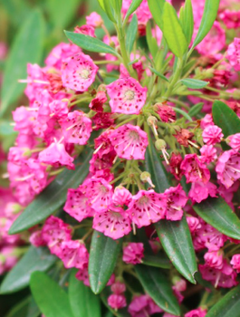Kalmia angustifolia Rubra (C2)