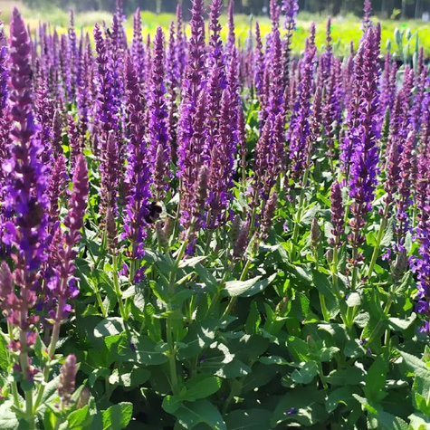 Szałwia omszona Sensation Compact Violet (C2)