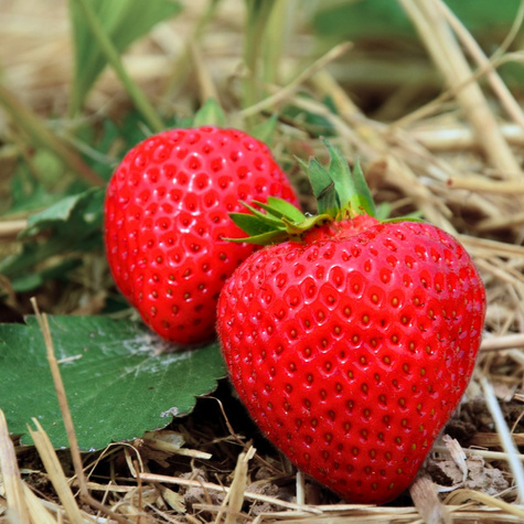 Truskawka Hossa pnąca wisząca powtarzająca Frigo