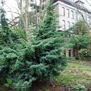 Jałowiec łuskowaty Meyeri stalowo-srebrzysty