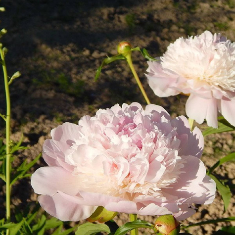 Piwonia chińska Paeonia Shirley Temple (C2)