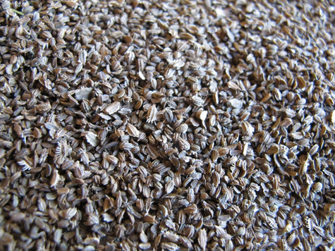 Marchew pastewna żółta Lobo cena za 0,2 kg