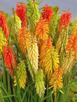 Trytoma groniasta Mix Kolorów