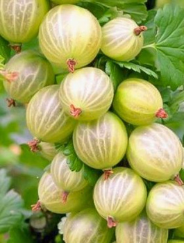 Agrest biały Hinnonmaki Gron na pniu Plant Pack