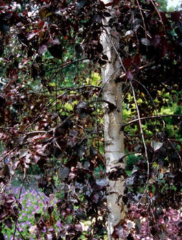 Brzoza Brodawkowata Purpurowolistna Szczepiona Na Pniu