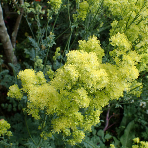 Rutewka żółta Tukker Princess