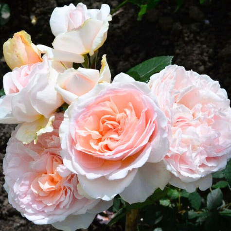 Róża rabatowa Marchenzauber kremowo-różowa balot