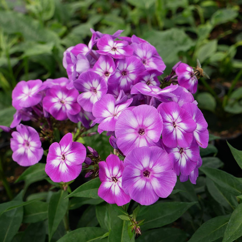 Płomyk wiechowaty Floks Laura (C2)