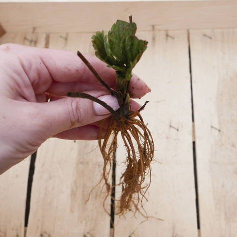 Truskawka KENT śr. wczesna idealna NA NASZ KLIMAT sadzonki truskawek 10 szt