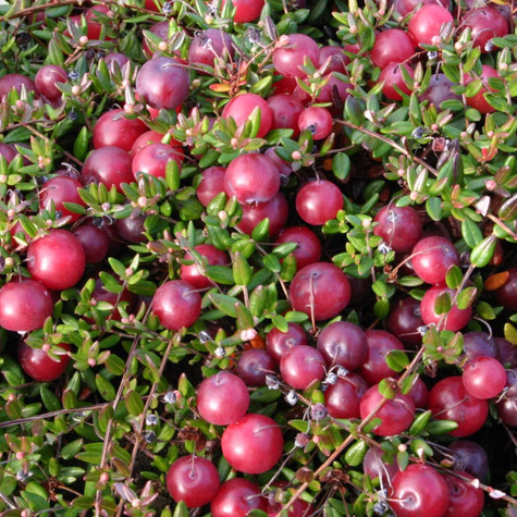 Żurawina wielkoowocowa Pilgrim plenna