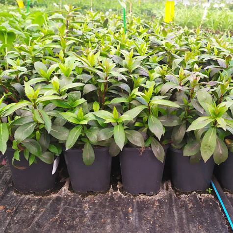 Lobelia okazała Starship Scarlet Bronze Leaved (C2)