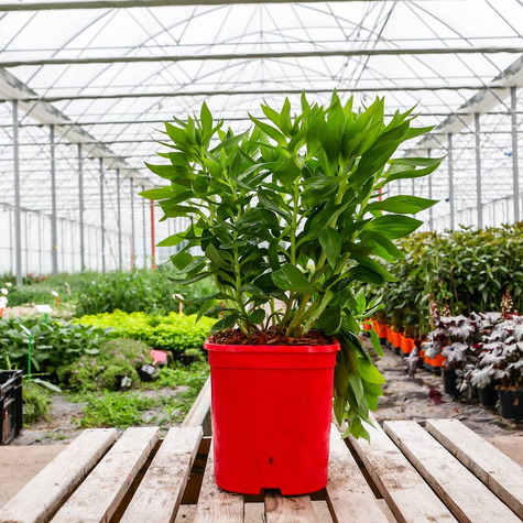 Alstroemeria Valley Girl Lilia inków