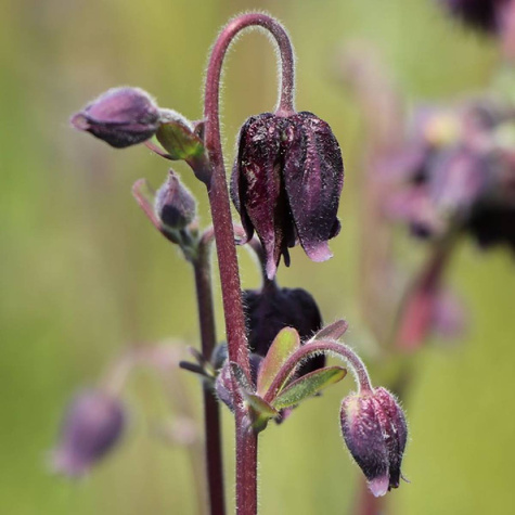 Orlik pospolity plena Black Barlow (C2)