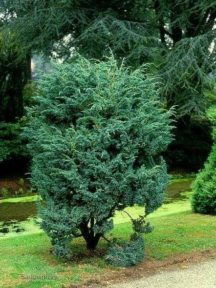 Jałowiec łuskowaty Meyeri stalowo-srebrzysty