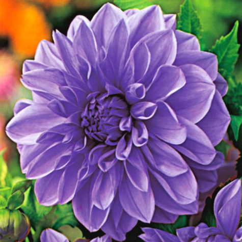 Dalia dekoracyjna niebieska