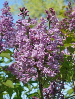 Lilak hiacyntowy Mirabeau (C2)