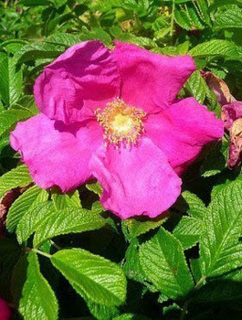 Róża pomarszczona fałdzistolistna na dżemy różowa (C2)