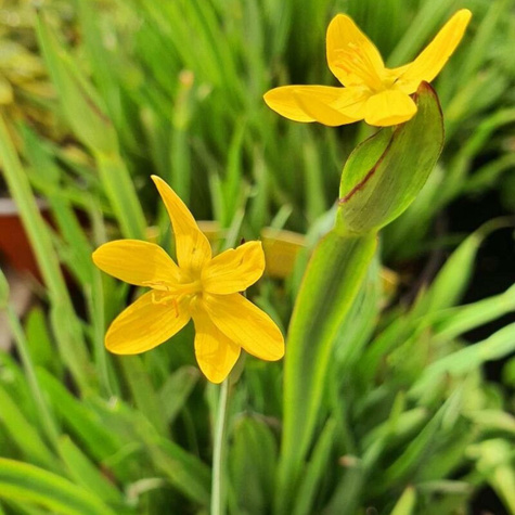 Miecznica kalifornijska (C2)