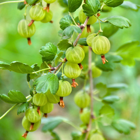 Agrest biały na pniu Plant Pack