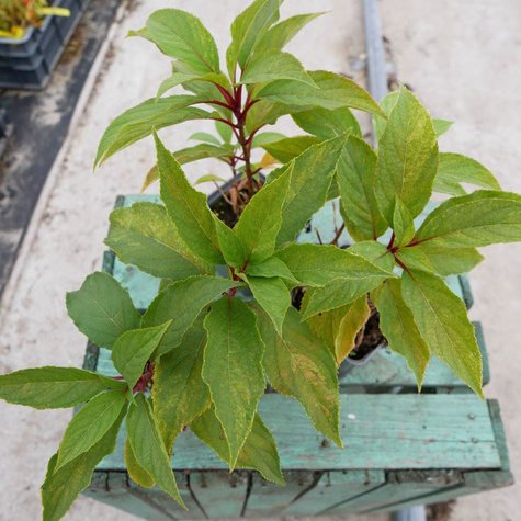 Hortensja bukietowa Shikoku Flash (P9)