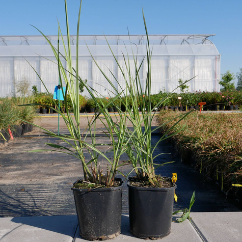 Miscanthus sinensis Miskant chiński 'Kupferberg'