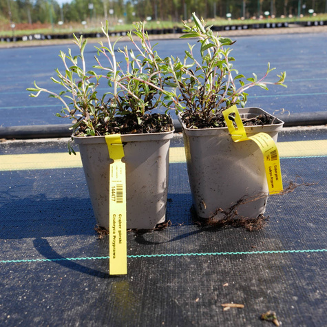 Cząber górski Czubryca Przyprawa (P9)